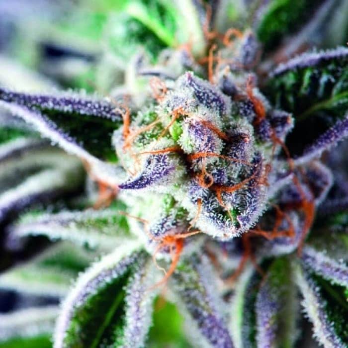 DO SI DOS (Pyramid Seeds)