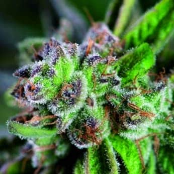 WATERMELON ZKITTLEZ (Pyramid Seeds)