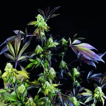 SUNSET SHERBET (Pyramid Seeds)