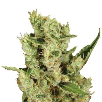 AMNESIA HAZE (Nirvana)
