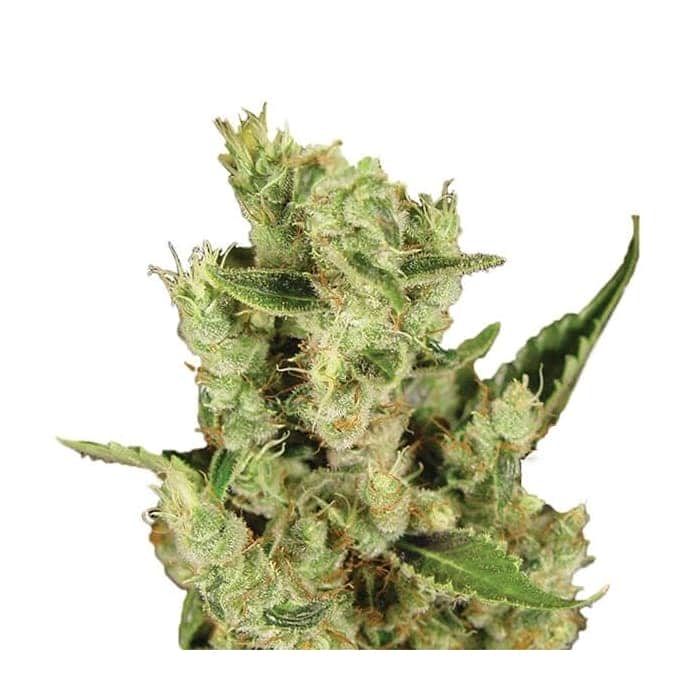 AMNESIA HAZE (Nirvana)
