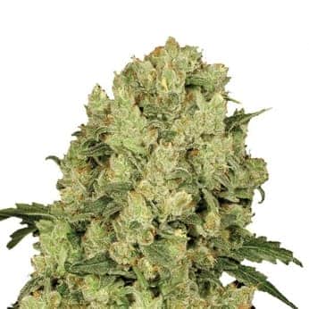 AK-48 (Nirvana)