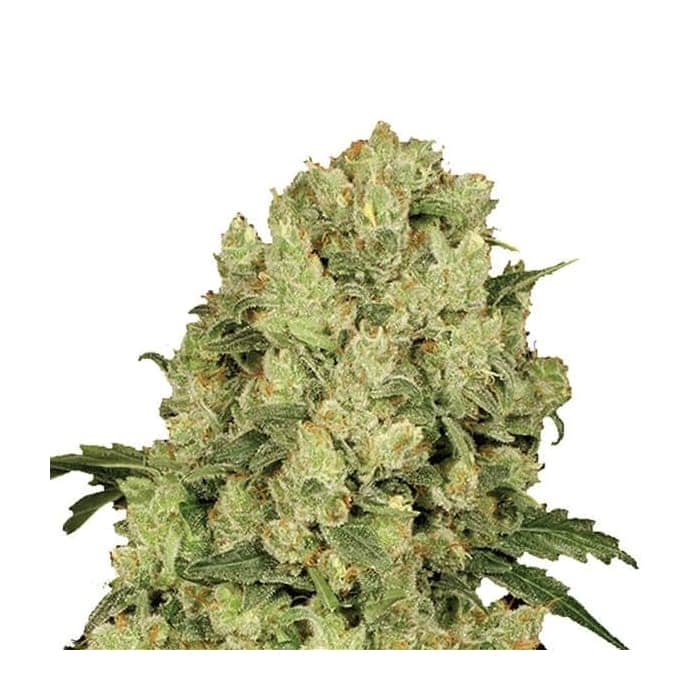 AK-48 (Nirvana)