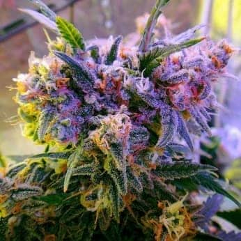 AURORA INDICA (Nirvana)