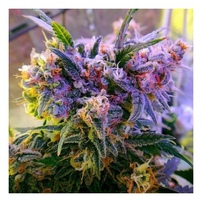AURORA INDICA (Nirvana)