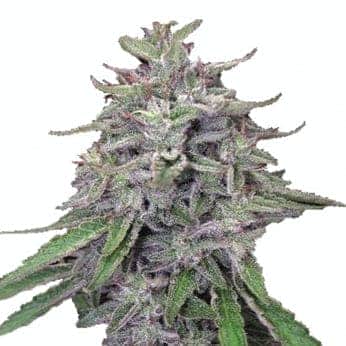 BANGI HAZE (Ace Seeds) SEMILLAS DE MARIHUANA FEMINIZADAS