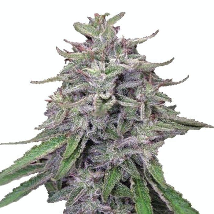 BANGI HAZE (Ace Seeds) SEMILLAS DE MARIHUANA FEMINIZADAS