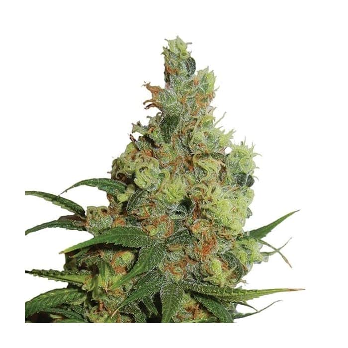 AUTO AMNESIA HAZE (Nirvana)