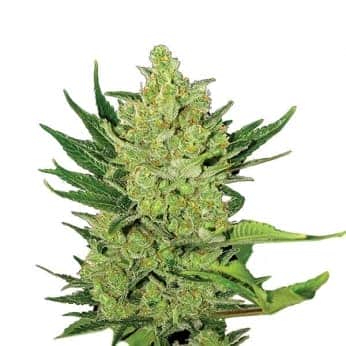 AUTO AURORA INDICA (Nirvana)