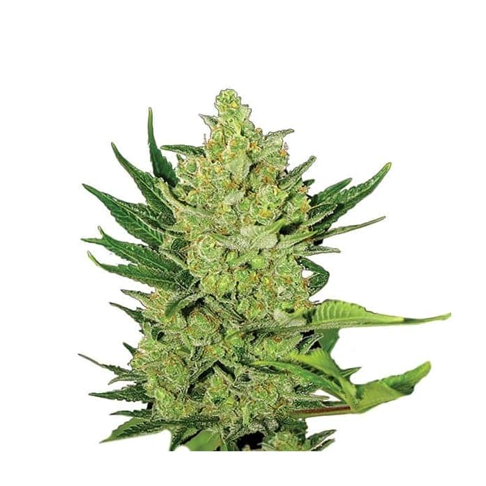 AUTO BIG BUD (Nirvana Seeds)