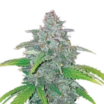 AUTO BLUE DREAM (Nirvana Seeds)