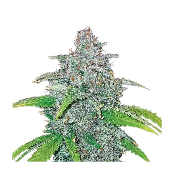 AUTO BLUE DREAM (Nirvana Seeds)