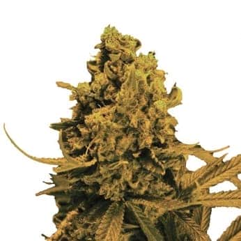 AUTO BLUEBERRY KUSH (Nirvana Seeds)
