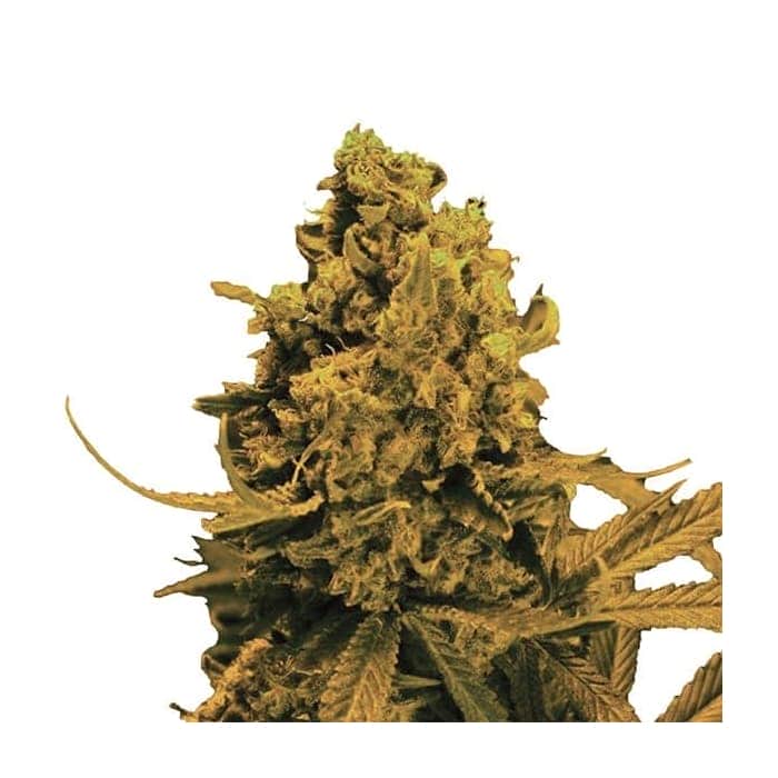AUTO BLUEBERRY KUSH (Nirvana Seeds)