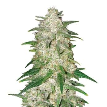 AUTO GELATO (Nirvana Seeds)