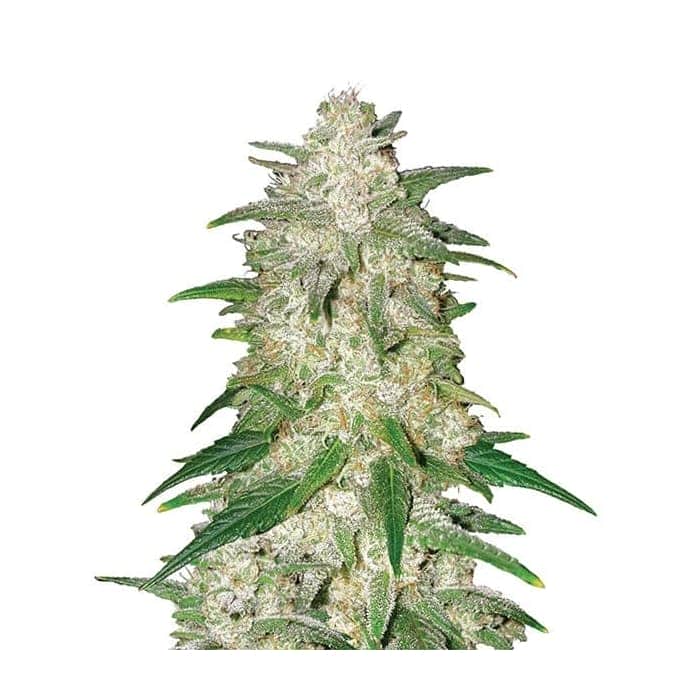 AUTO GELATO (Nirvana Seeds)