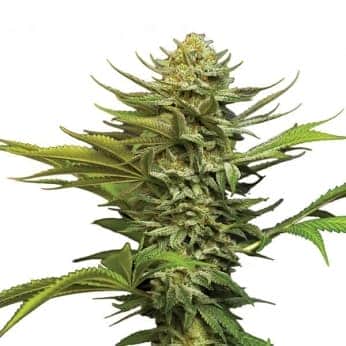 AUTO GIRL SCOUT COOKIES (Nirvana Seeds)
