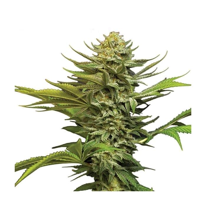 AUTO GIRL SCOUT COOKIES (Nirvana Seeds)