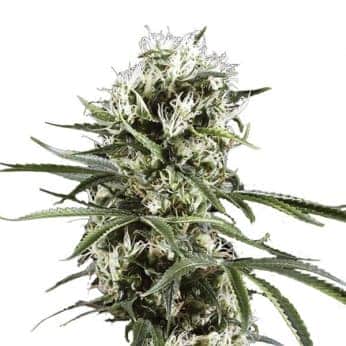 AUTO LEMON OG HAZE (Nirvana Seeds)