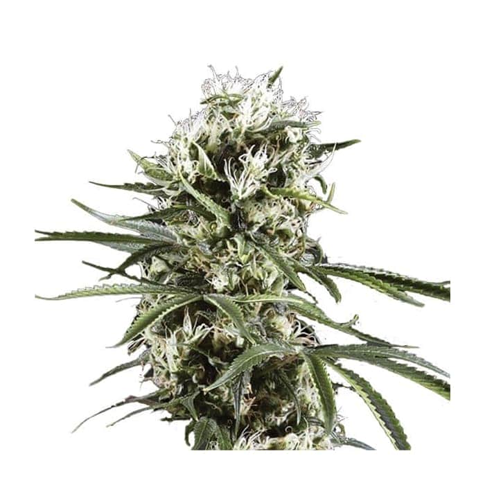 AUTO LEMON OG HAZE (Nirvana Seeds)
