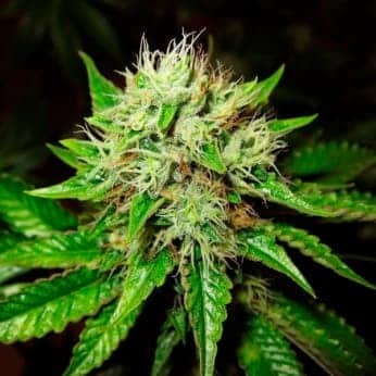 AUTO OG KUSH (Nirvana Seeds)