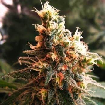 AUTO JOCK HORROR (Nirvana Seeds)