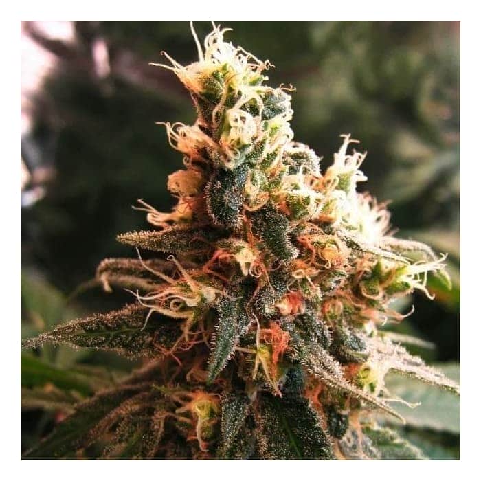 AUTO JOCK HORROR (Nirvana Seeds)
