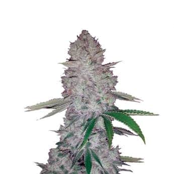 AUTO ORIGINAL GLUE (Nirvana Seeds)