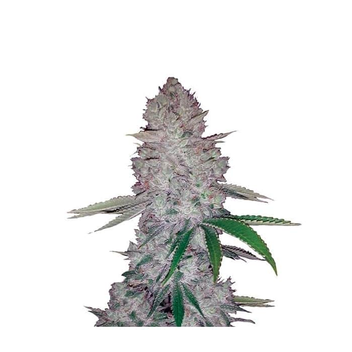 AUTO ORIGINAL GLUE (Nirvana Seeds)