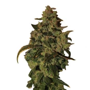 AUTO SOMANGO XXL (Nirvana Seeds)
