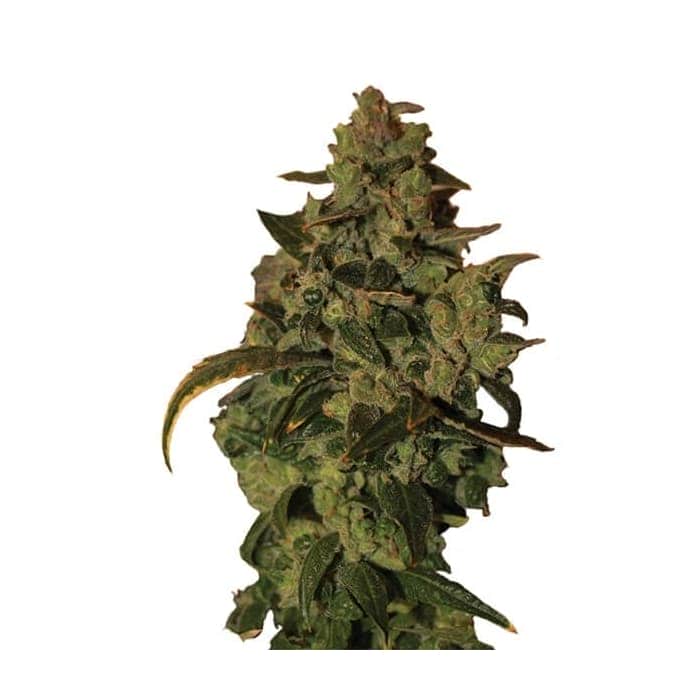 AUTO SOMANGO XXL (Nirvana Seeds)