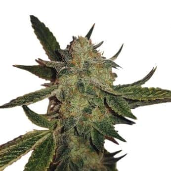 AUTO WHITE WIDOW (Nirvana Seeds)