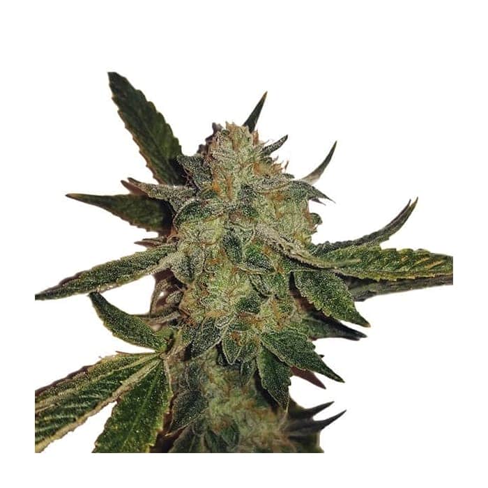 AUTO WHITE WIDOW (Nirvana Seeds)