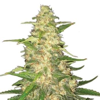 BIG BUD (Nirvana Seeds)
