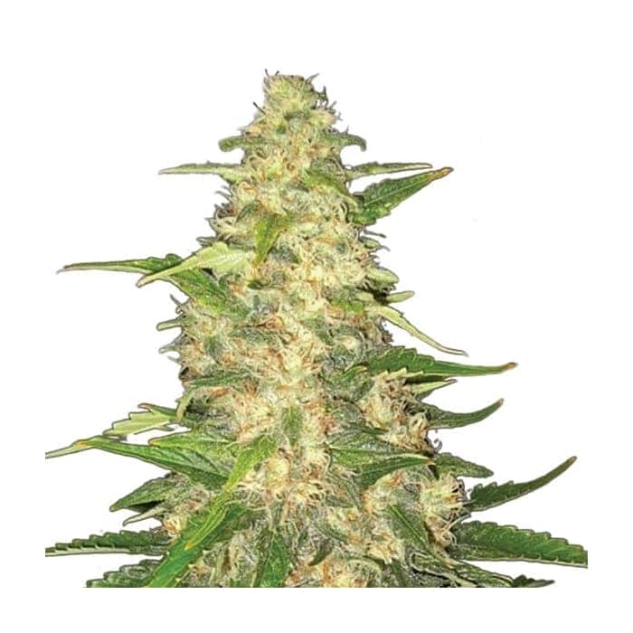 BIG BUD (Nirvana Seeds)