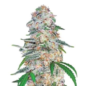 BLUE DREAM (Nirvana Seeds)
