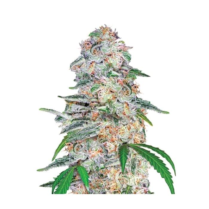 BLUE DREAM (Nirvana Seeds)