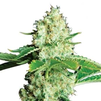 BUBBLELICIOUS (Nirvana Seeds)