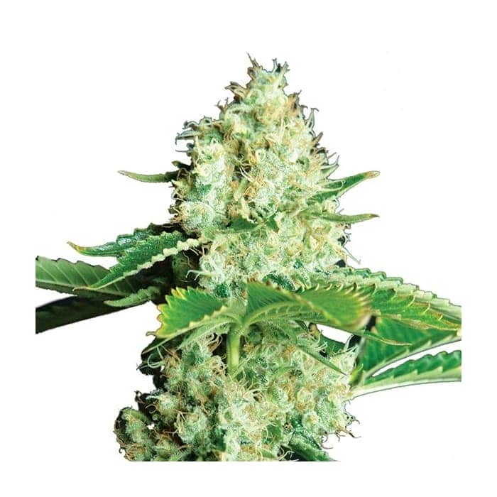 BUBBLELICIOUS (Nirvana Seeds)