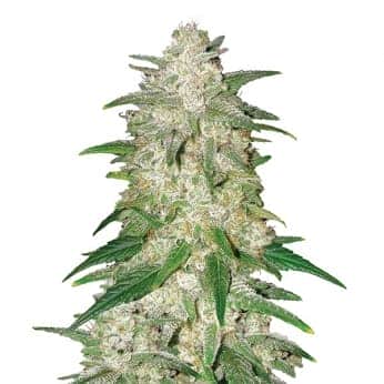 GELATO (Nirvana Seeds)