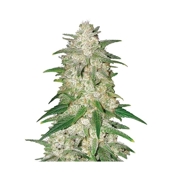 GELATO (Nirvana Seeds)