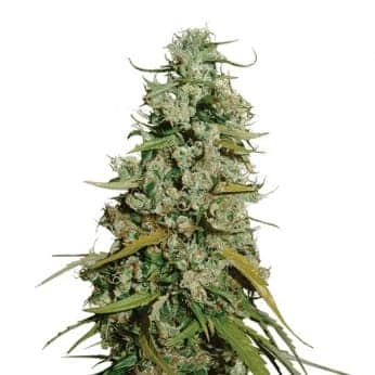 HAWAII MAUII YAUI (Nirvana Seeds)