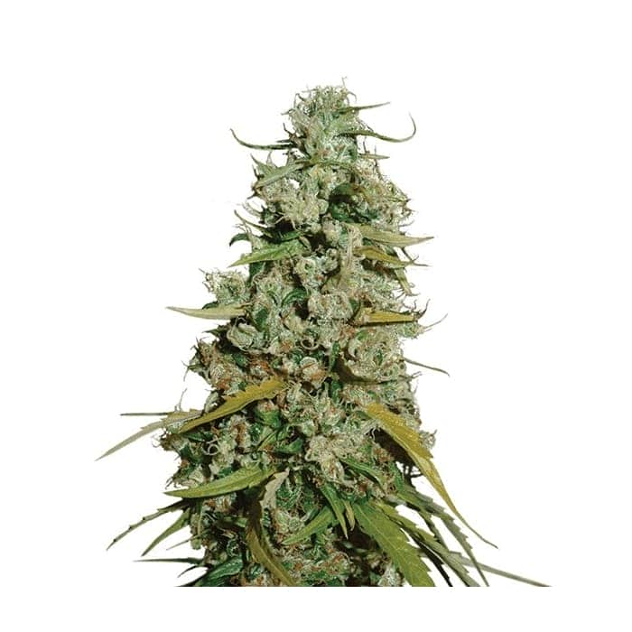 HAWAII MAUII YAUI (Nirvana Seeds)