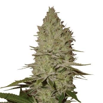 ICE (Nirvana Seeds)