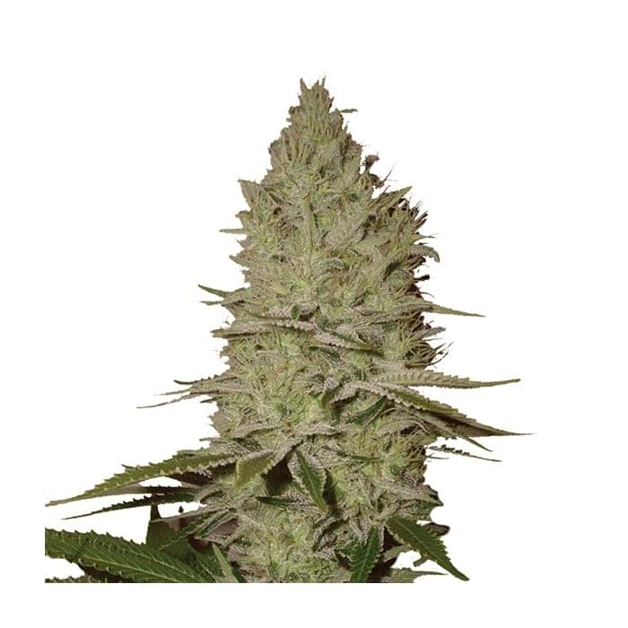 ICE (Nirvana Seeds)