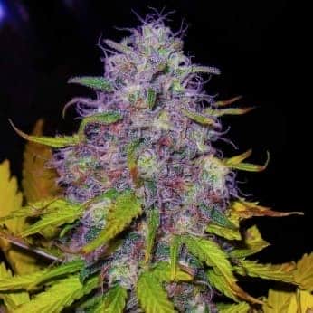 JOCK HORROR (Nirvana Seeds)