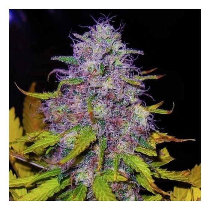 JOCK HORROR (Nirvana Seeds)
