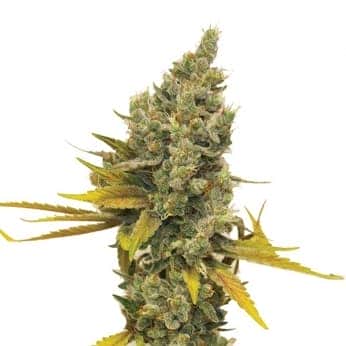 LEMON OG HAZE (Nirvana Seeds)