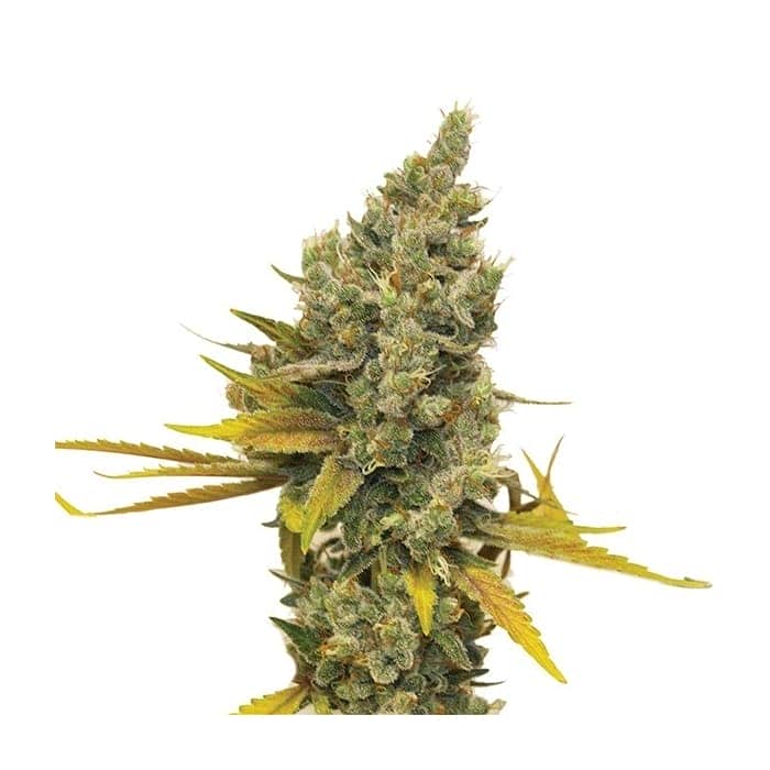 LEMON OG HAZE (Nirvana Seeds)