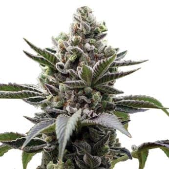 LITHIUM OG KUSH (Nirvana Seeds)